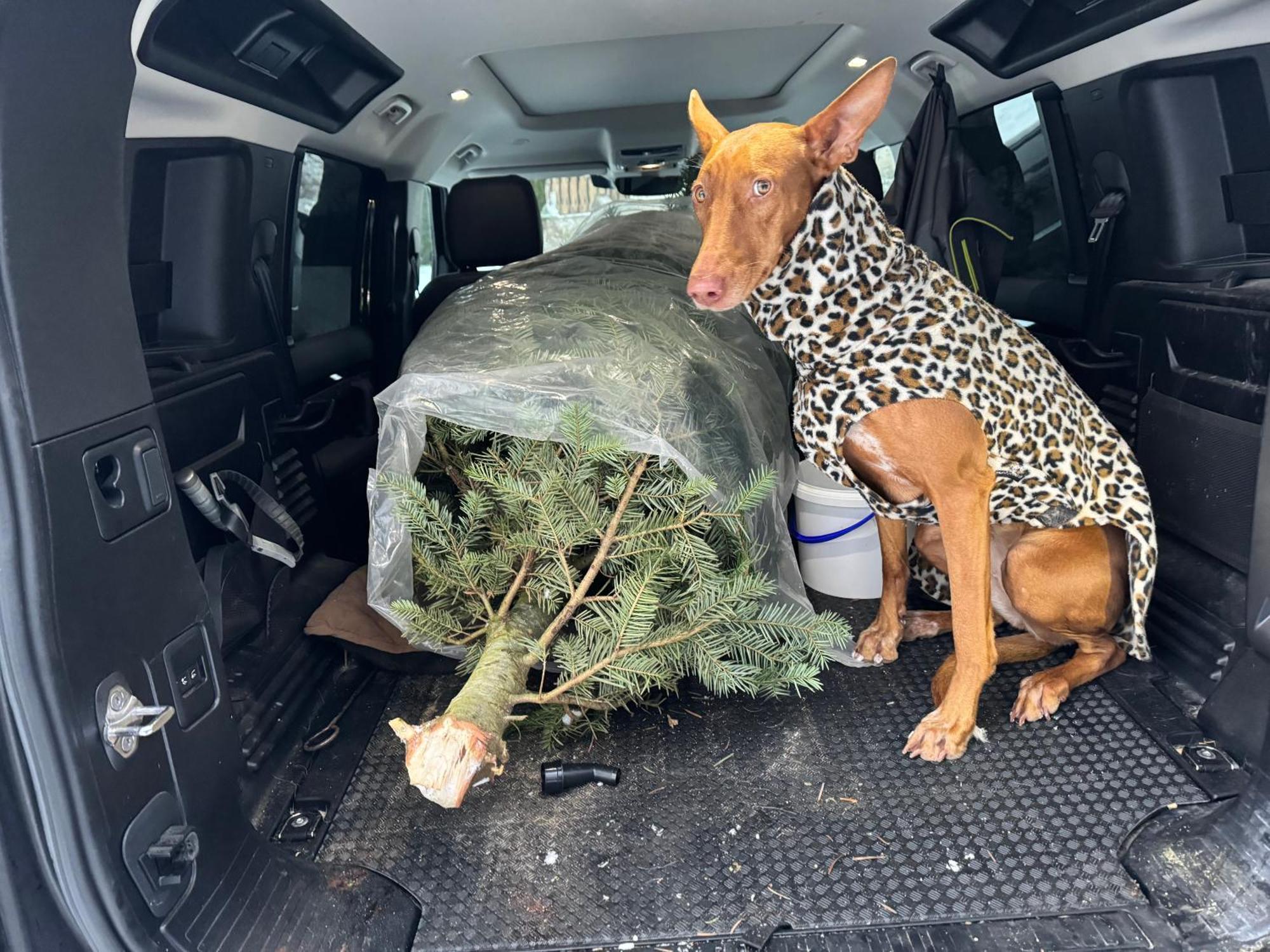 Hundefreundliche Unterkunft Im Muehlviertel In Oberoesterreich Freundorf 外观 照片